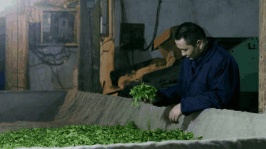 你品到的这杯茶，他花了30年时光 (图2)