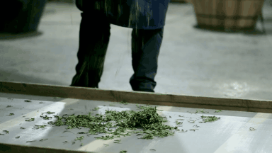 你品到的这杯茶，他花了30年时光 (图5)