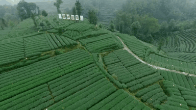 你品到的这杯茶，他花了30年时光 (图12)