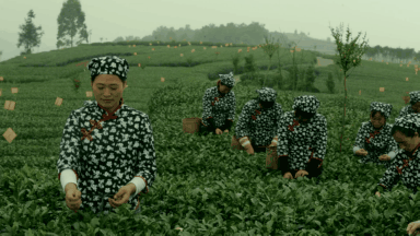 你品到的这杯茶，他花了30年时光 (图13)