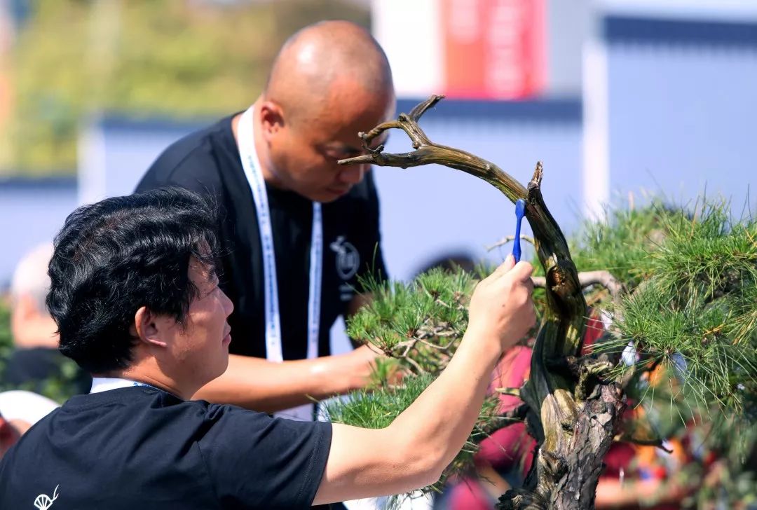 第七届 中国成都国际非物质文化遗产节川派盆景竞技暨精品展绚丽开幕(图39)