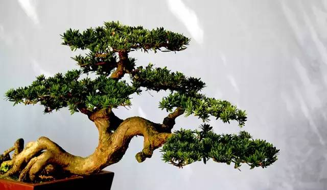 苍古雄奇的川派盆景(图4)