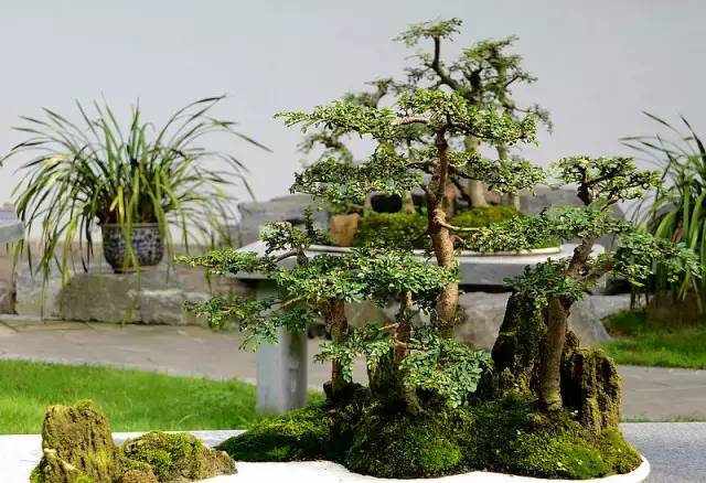 苍古雄奇的川派盆景(图2)