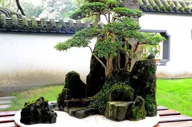 苍古雄奇的川派盆景(图3)