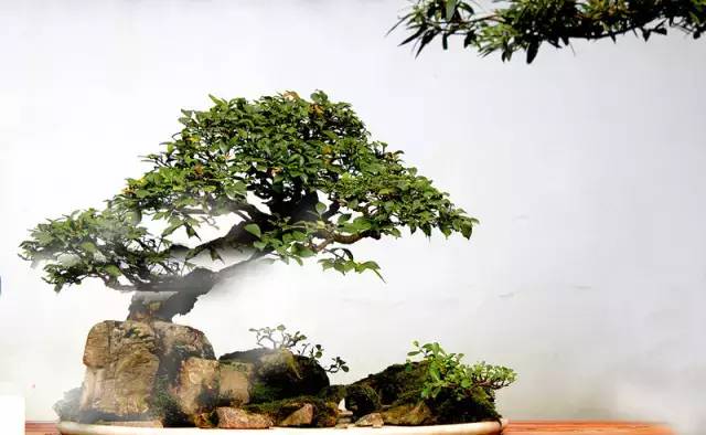 苍古雄奇的川派盆景(图1)