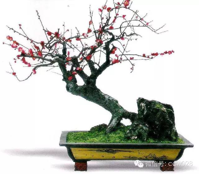 盆景大师——曾全能 (图2)