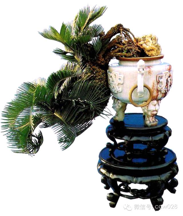 盆景大师——邓文祥 (图2)