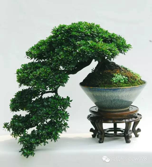 盆景大师——邓文祥 (图3)