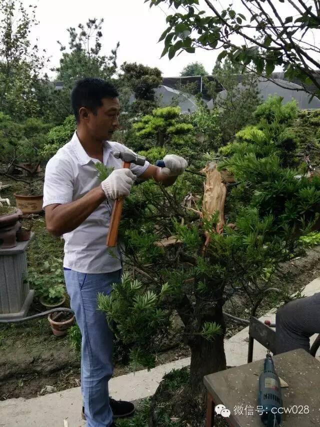 盆景大师——赖胜东 (图1)