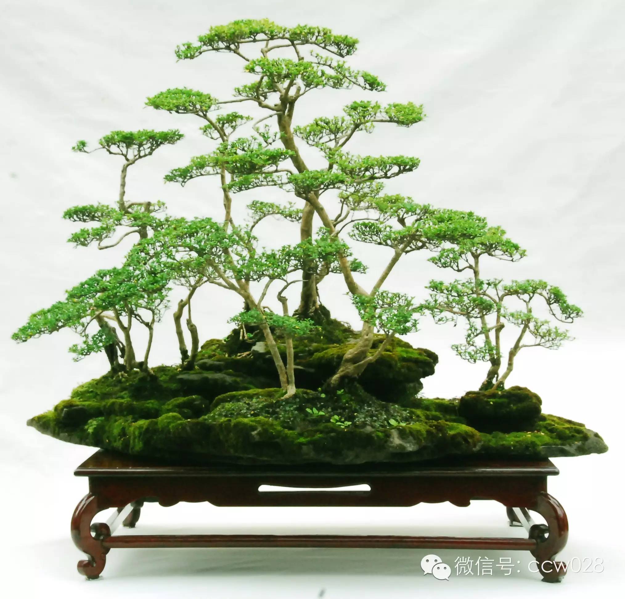 盆景大师——周厚西 (图2)