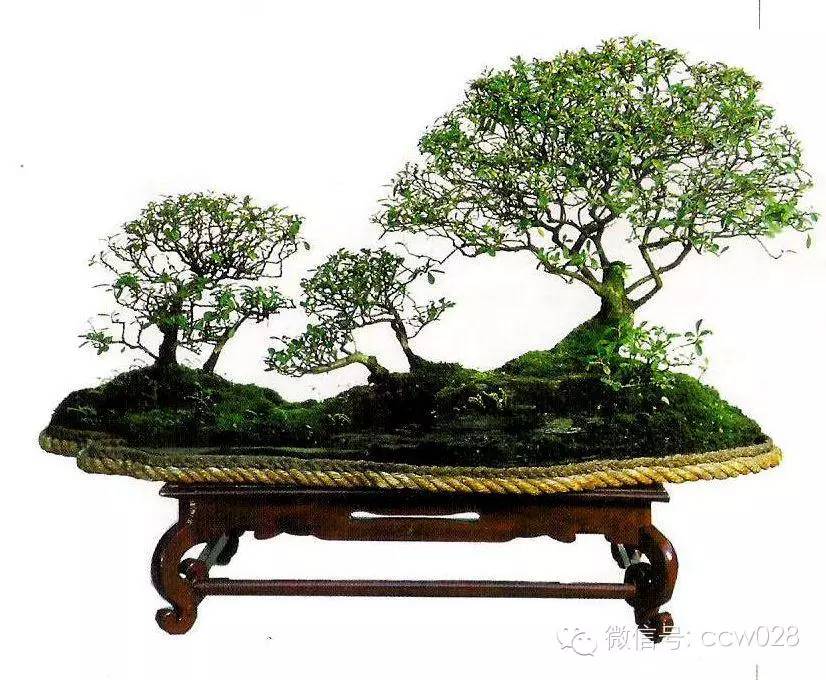 盆景大师——周厚西 (图3)