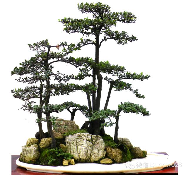 盆景大师——周明辉 (图3)