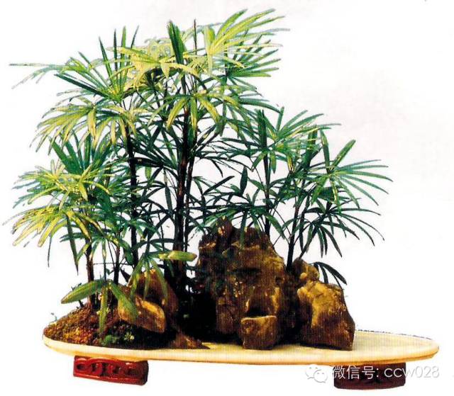 盆景大师——周明辉 (图2)