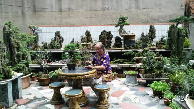 盆景大师——秦树森 (图1)