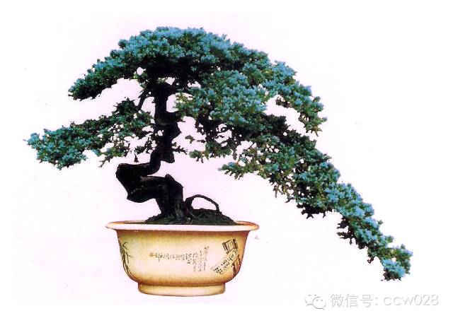 盆景大师——何子元 (图2)