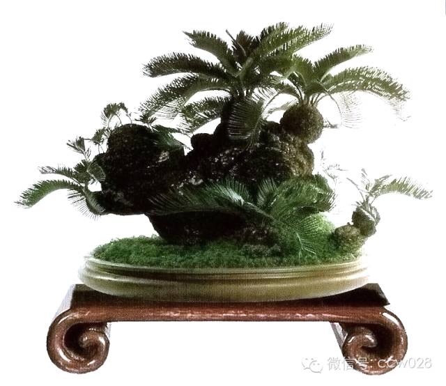 盆景大师——何子元 (图3)