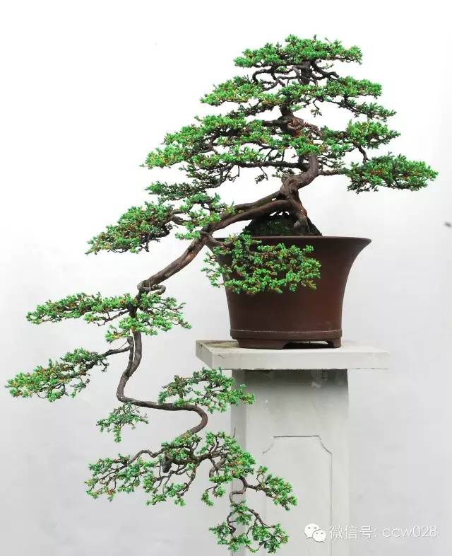 盆景大师——何成友 (图2)