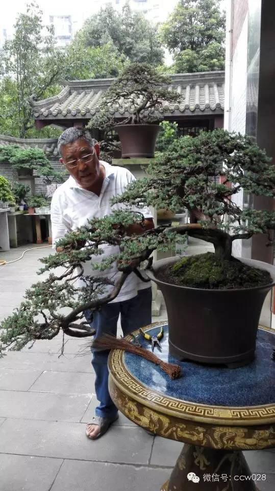 盆景大师——何成友 (图1)
