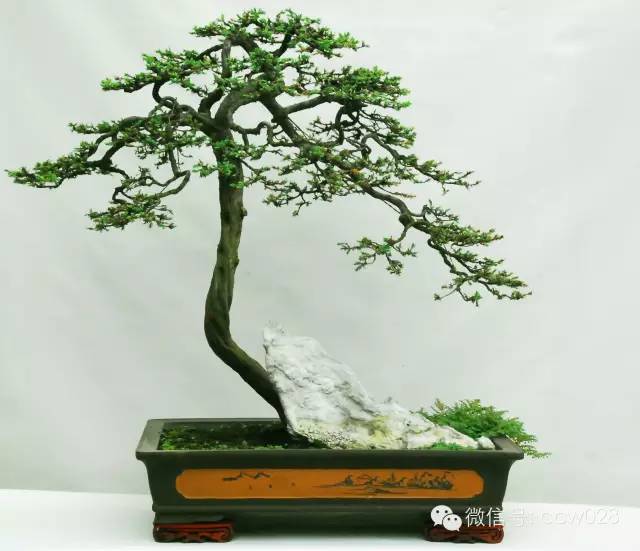 盆景大师——何成友 (图3)