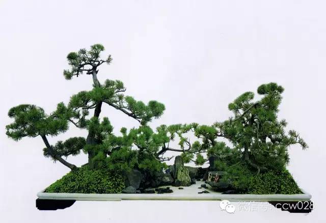 盆景大师——张重民 (图2)