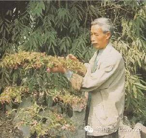 盆景大师——邹秋华(图1)