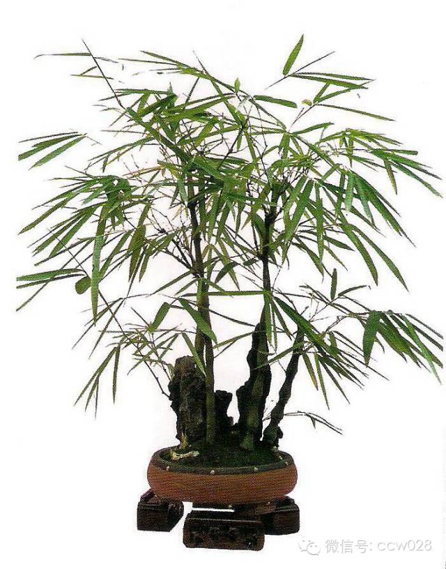 盆景大师——邹秋华(图3)