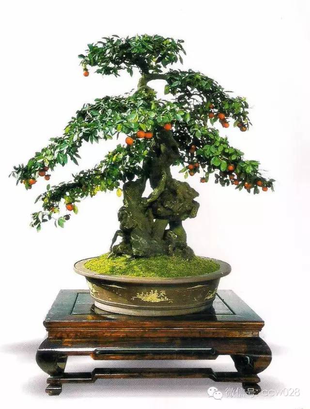 盆景大师——邹秋华(图2)