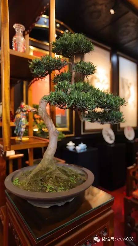 中国盆景协会一行到访成都，做客川味中国(图10)