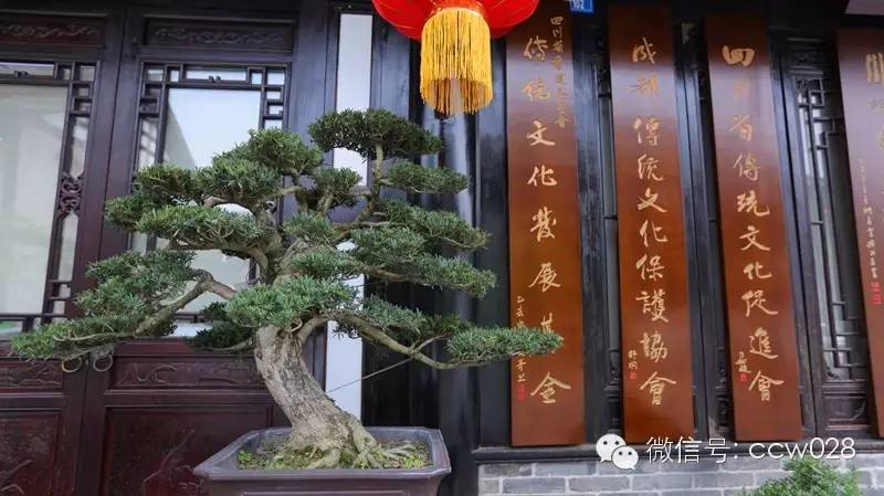 “传承经典 弘扬国粹”首届四川传统文化艺术精品展之川派盆景 (图5)