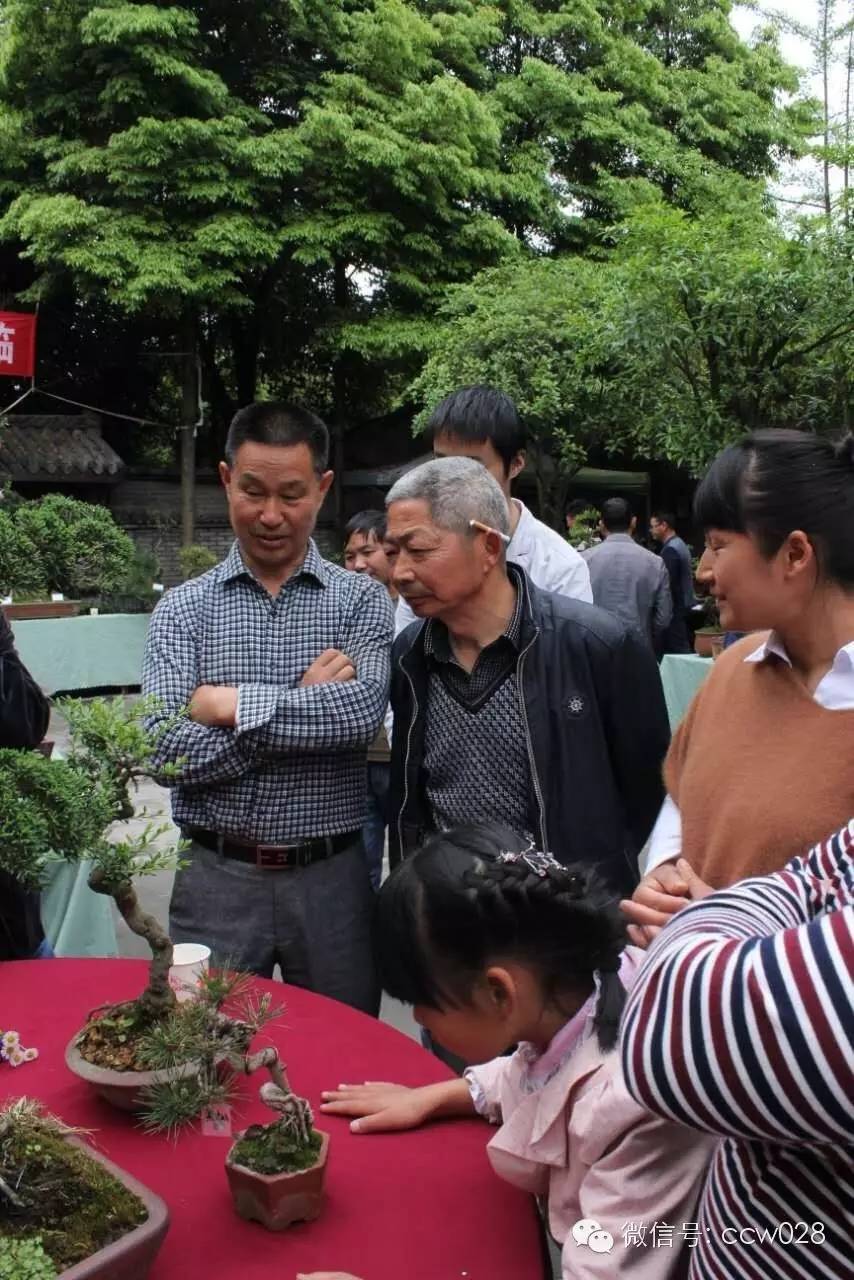 “传承经典 弘扬国粹”首届四川传统文化艺术精品展之川派盆景 (图9)