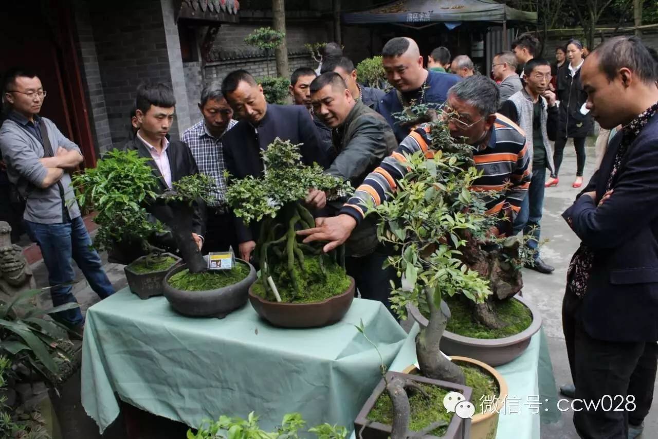 “传承经典 弘扬国粹”首届四川传统文化艺术精品展之川派盆景 (图10)