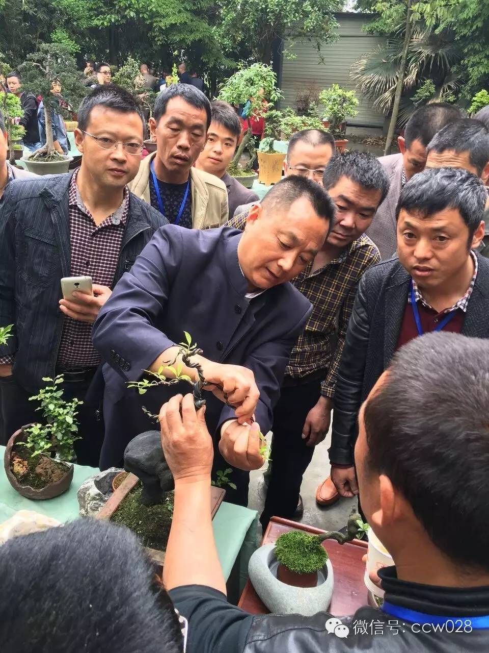 第二届中国网络盆景交友会在成都举办 (图6)