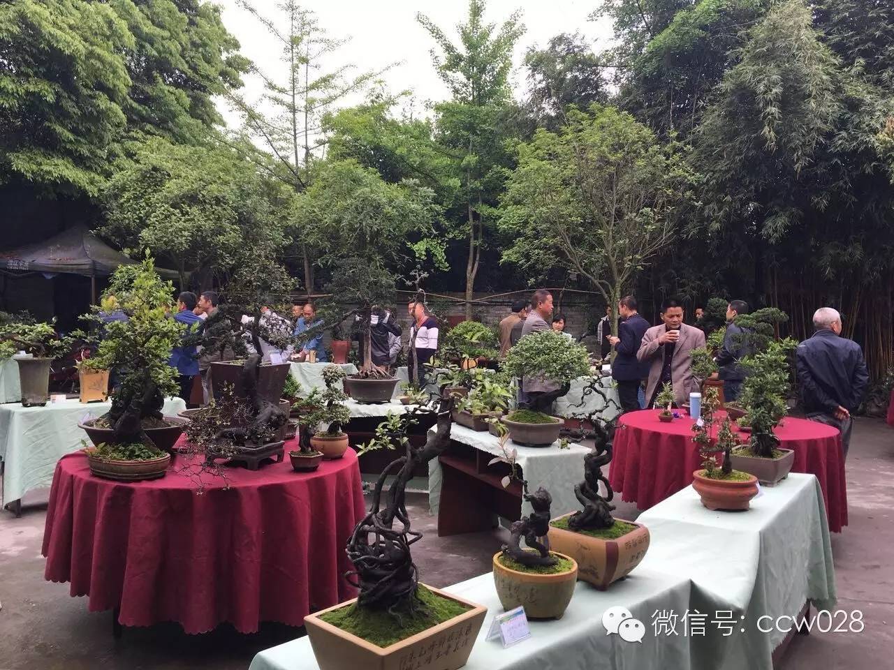 第二届中国网络盆景交友会在成都举办 (图4)