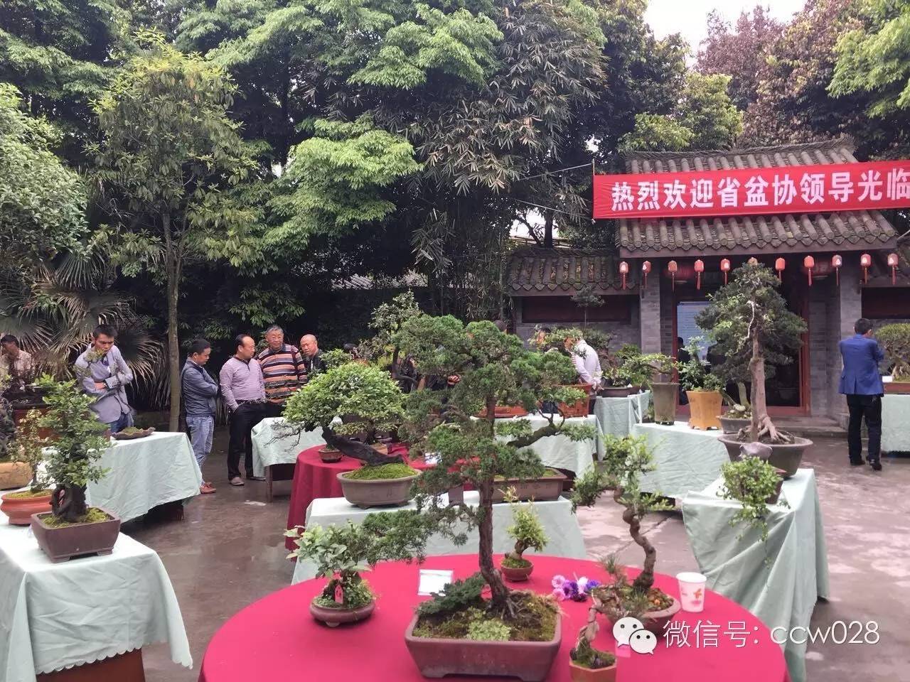 第二届中国网络盆景交友会在成都举办 (图3)
