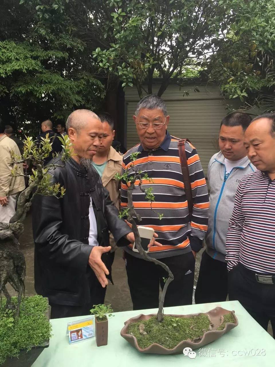 第二届中国网络盆景交友会在成都举办 (图7)