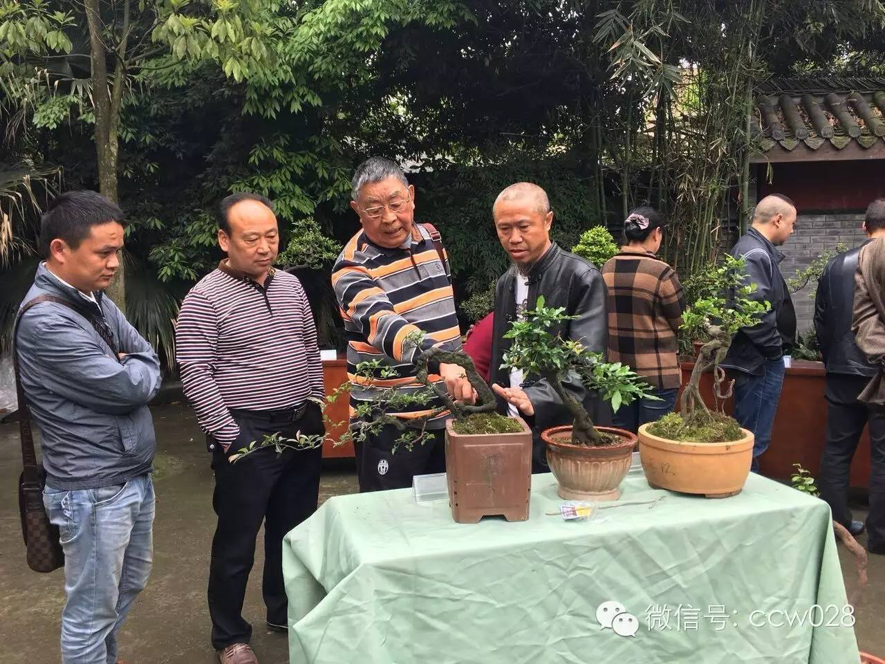 第二届中国网络盆景交友会在成都举办 (图5)