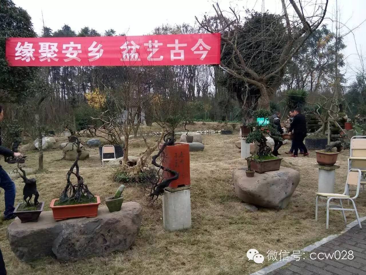 第二届中国网络盆景交友会在成都举办 (图9)