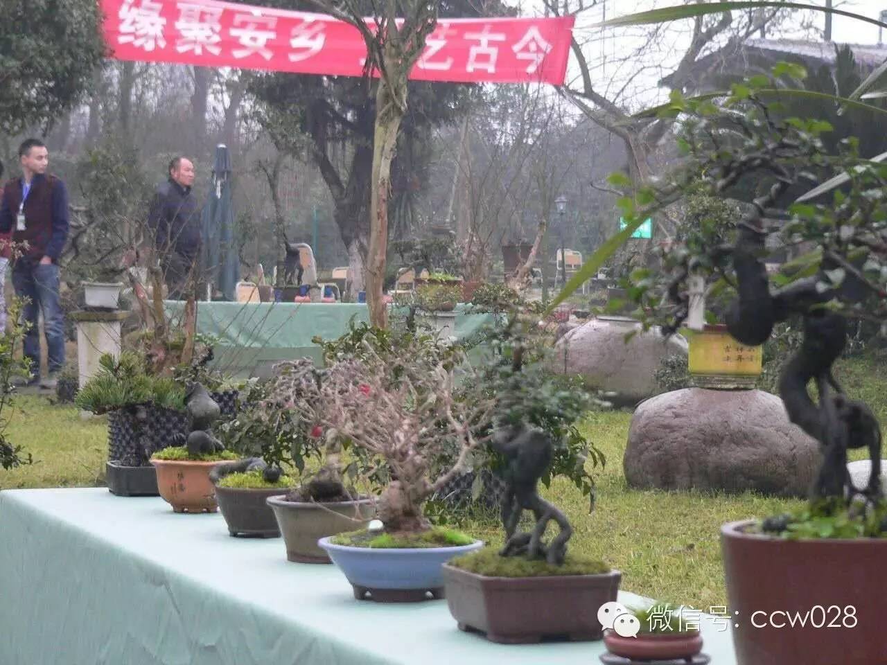第二届中国网络盆景交友会在成都举办 (图10)