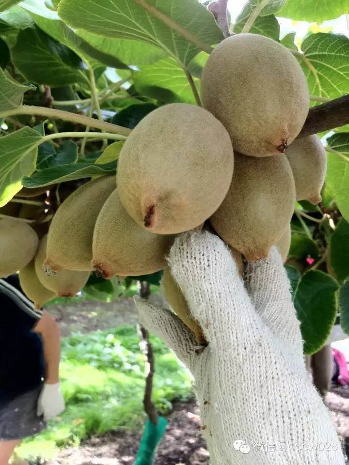 本周五 到文殊坊来买地道川货 (图10)