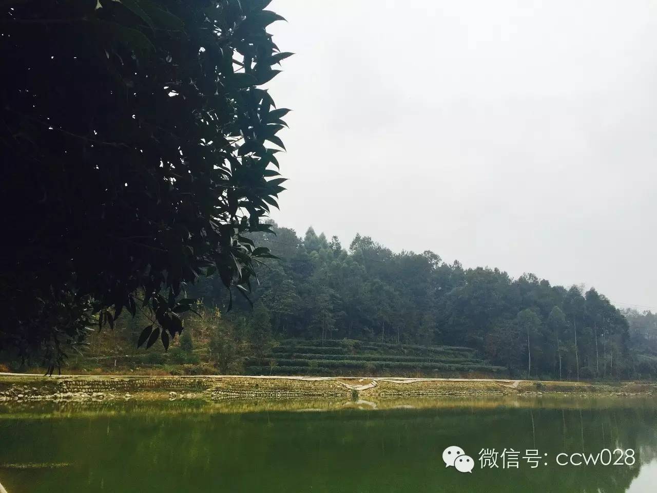 《味道四川》栏目组探访“茶叶之乡”勘景 (图1)