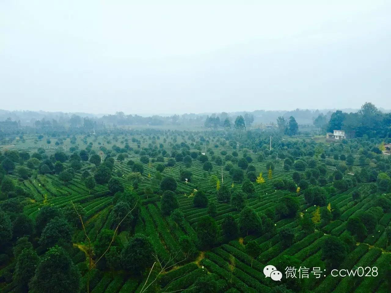 《味道四川》栏目组探访“茶叶之乡”勘景 (图3)
