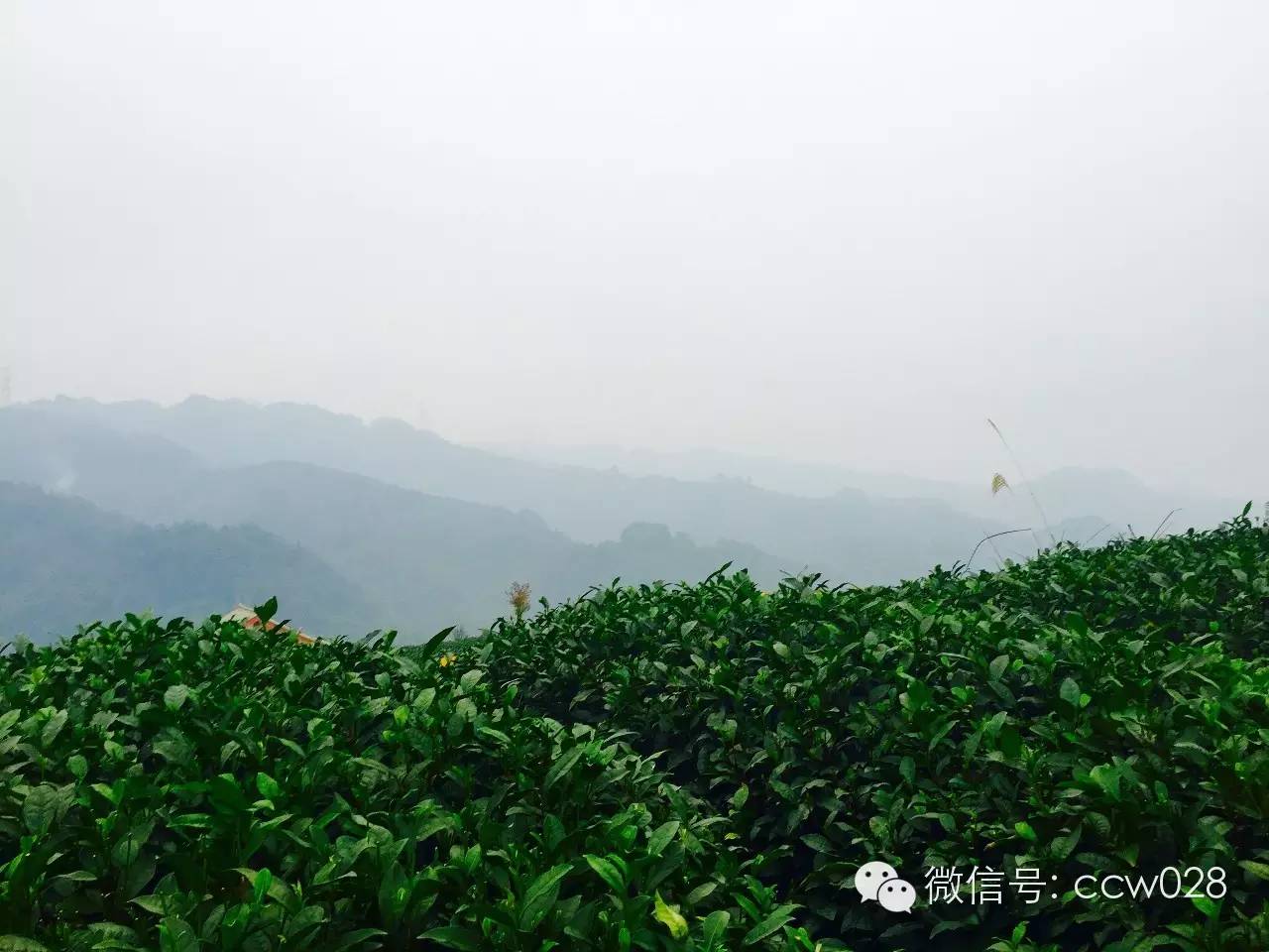 《味道四川》栏目组探访“茶叶之乡”勘景 (图6)