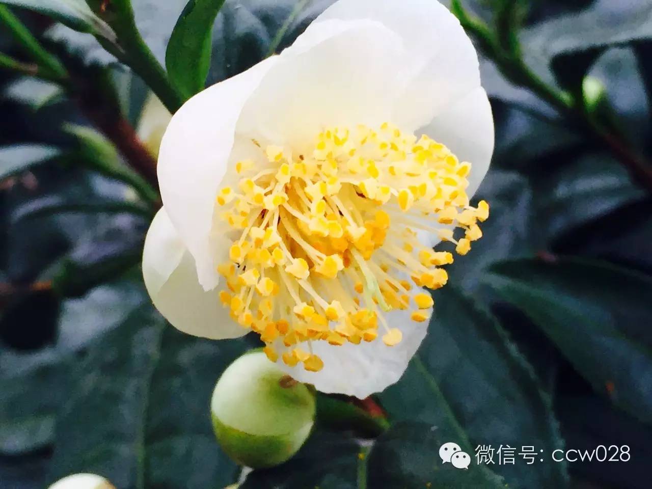 《味道四川》栏目组探访“茶叶之乡”勘景 (图7)