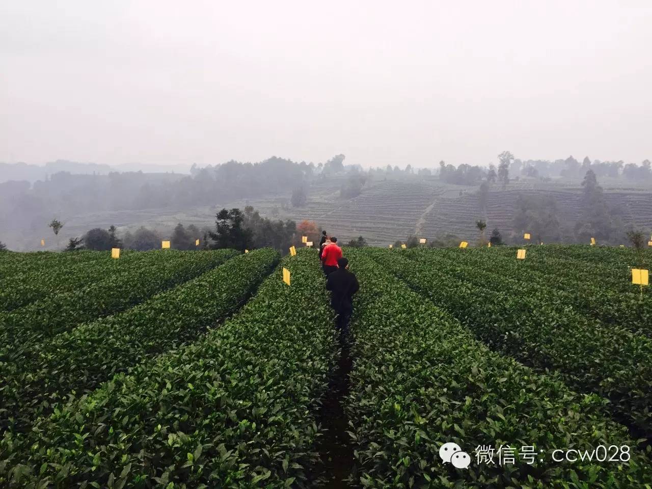 《味道四川》栏目组探访“茶叶之乡”勘景 (图8)