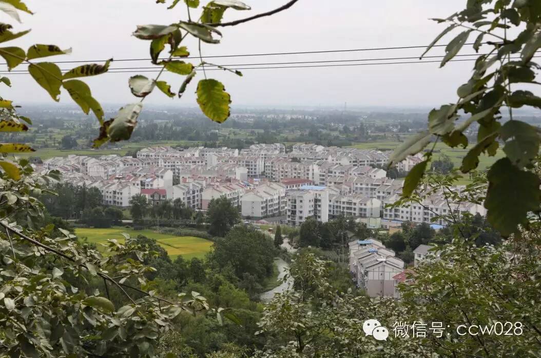 关心会员企业发展，深入田间坡头考察调研——张丽君会长彭州行记 (图6)