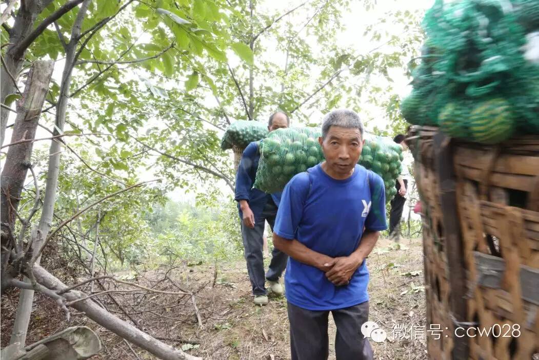 关心会员企业发展，深入田间坡头考察调研——张丽君会长彭州行记 (图9)