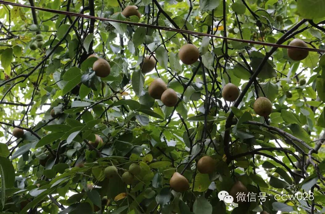 关心会员企业发展，深入田间坡头考察调研——张丽君会长彭州行记 (图11)