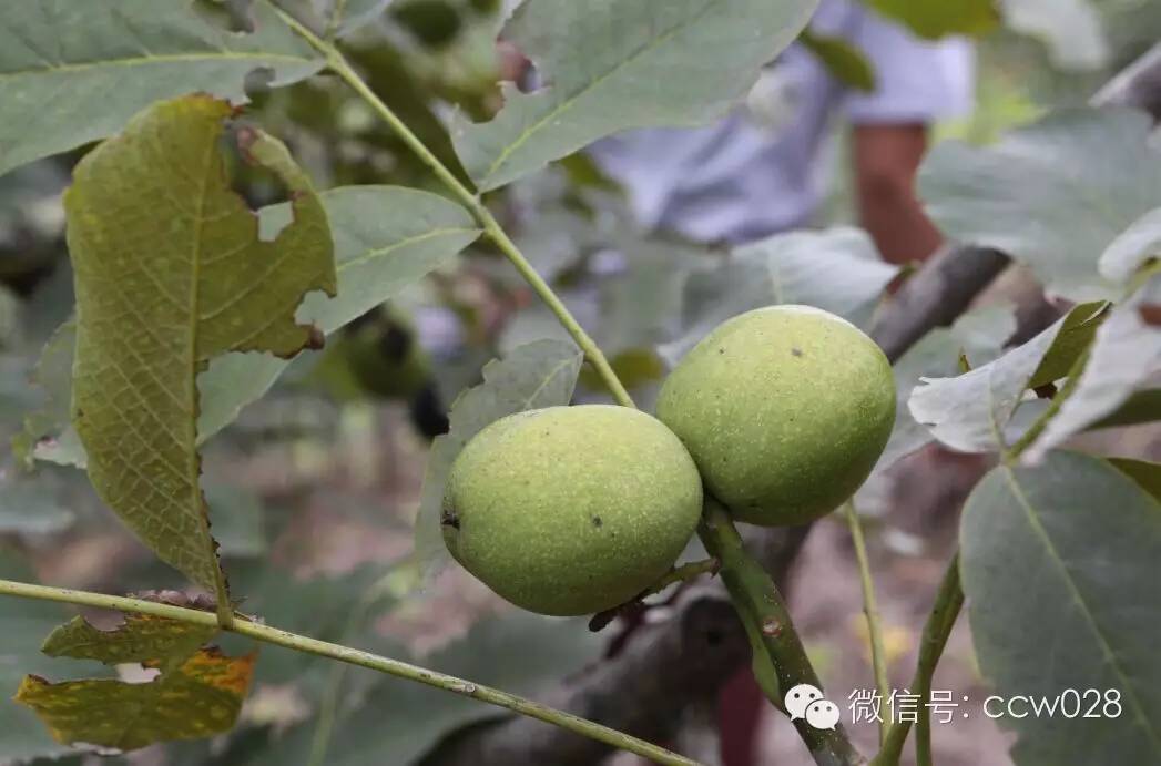 关心会员企业发展，深入田间坡头考察调研——张丽君会长彭州行记 (图10)