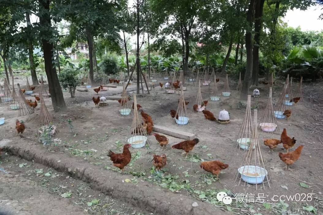 关心会员企业发展，深入田间坡头考察调研——张丽君会长彭州行记 (图12)