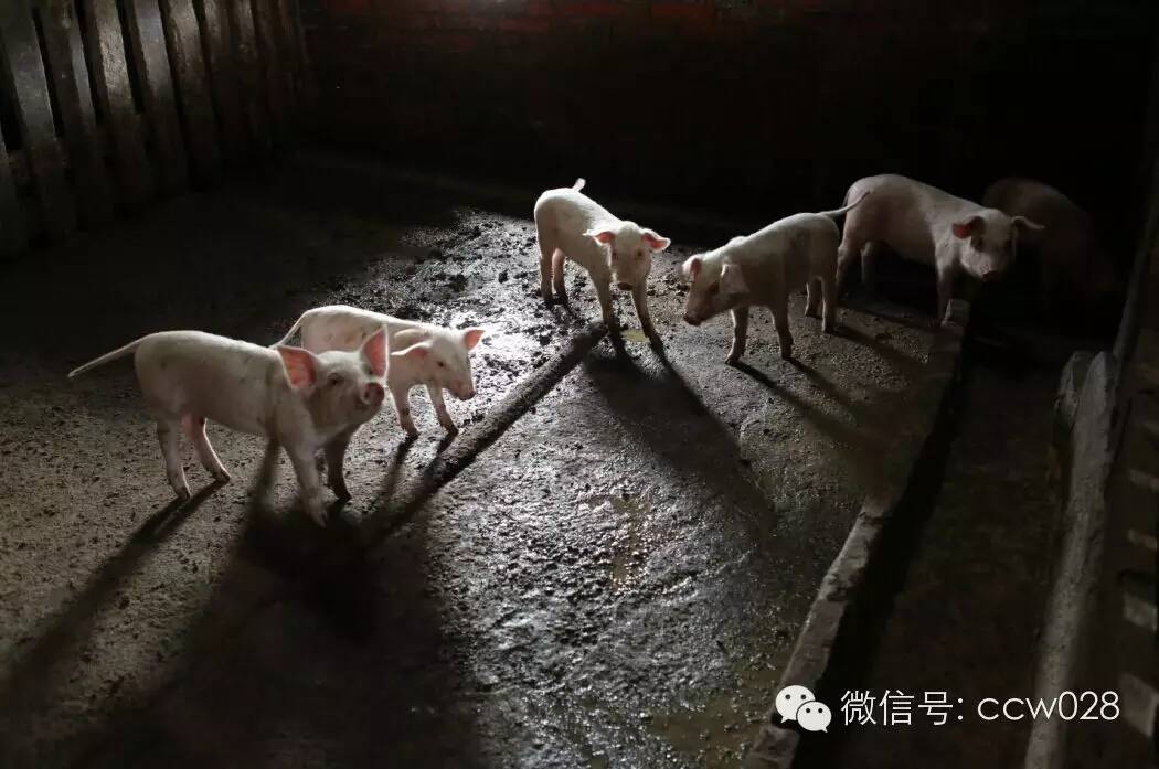 关心会员企业发展，深入田间坡头考察调研——张丽君会长彭州行记 (图14)